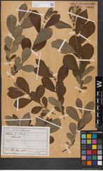 Foto von Salix cinerea L.